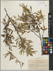 Foto von Salix lemmonii Bebb
